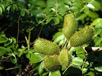 Caesalpinia bonducella